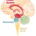 Brain_limbicsystem-150x150.jpg