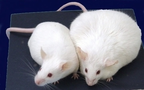 high fat diet infertile mice