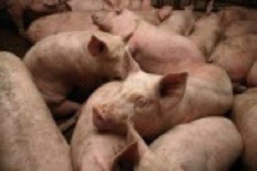 Commercial pig farms