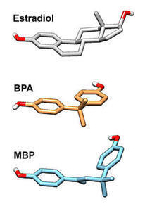 BPA, MBP, estradiol