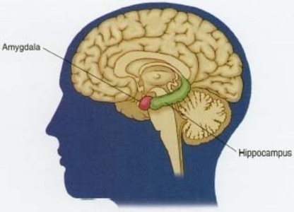 Male hormones