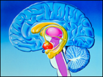 thiamine and the limbic system