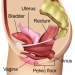 Pelvic floor anatomy