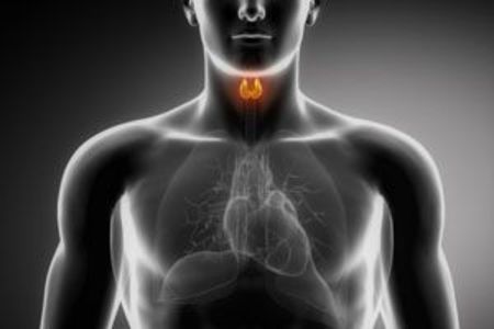 thyroid and cardiovascular function