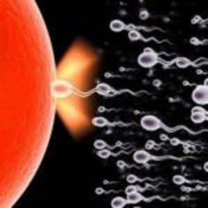 Endocrine disruptors impair sperm motility