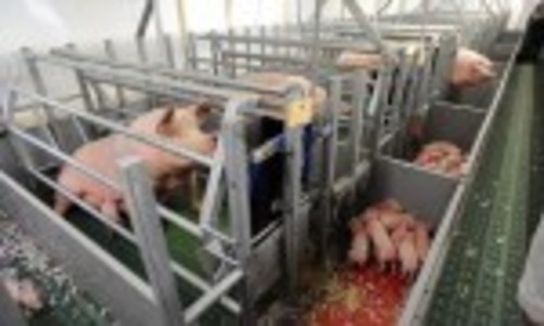 Antibiotic resistant bacteria in commercial farmed pigs