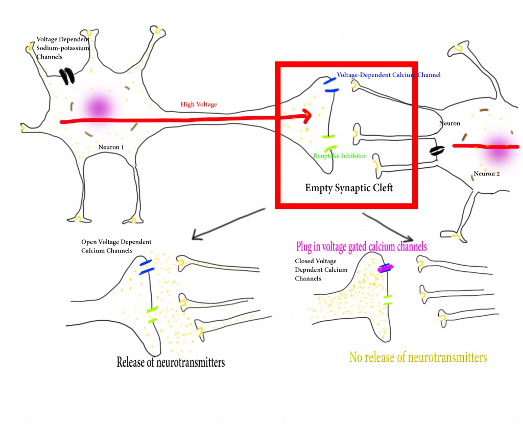 voltage gated calcium channels plugged and unplugged