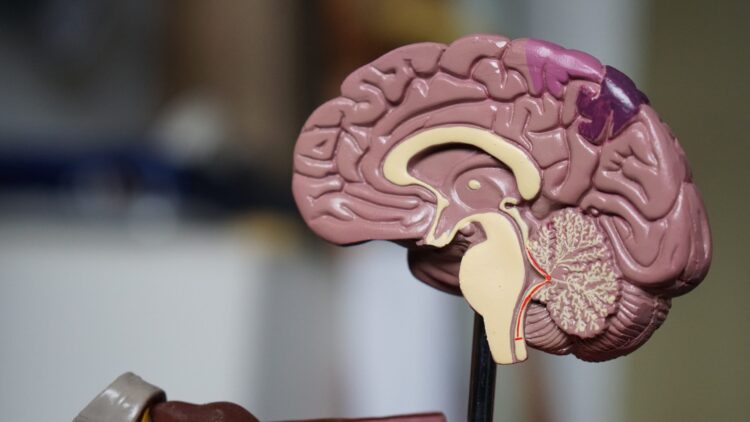 thiamine limbic system