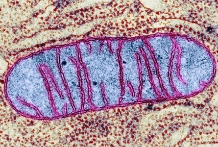 Digging Deeper into Mitochondrial Dysfunction- Hormones Matter