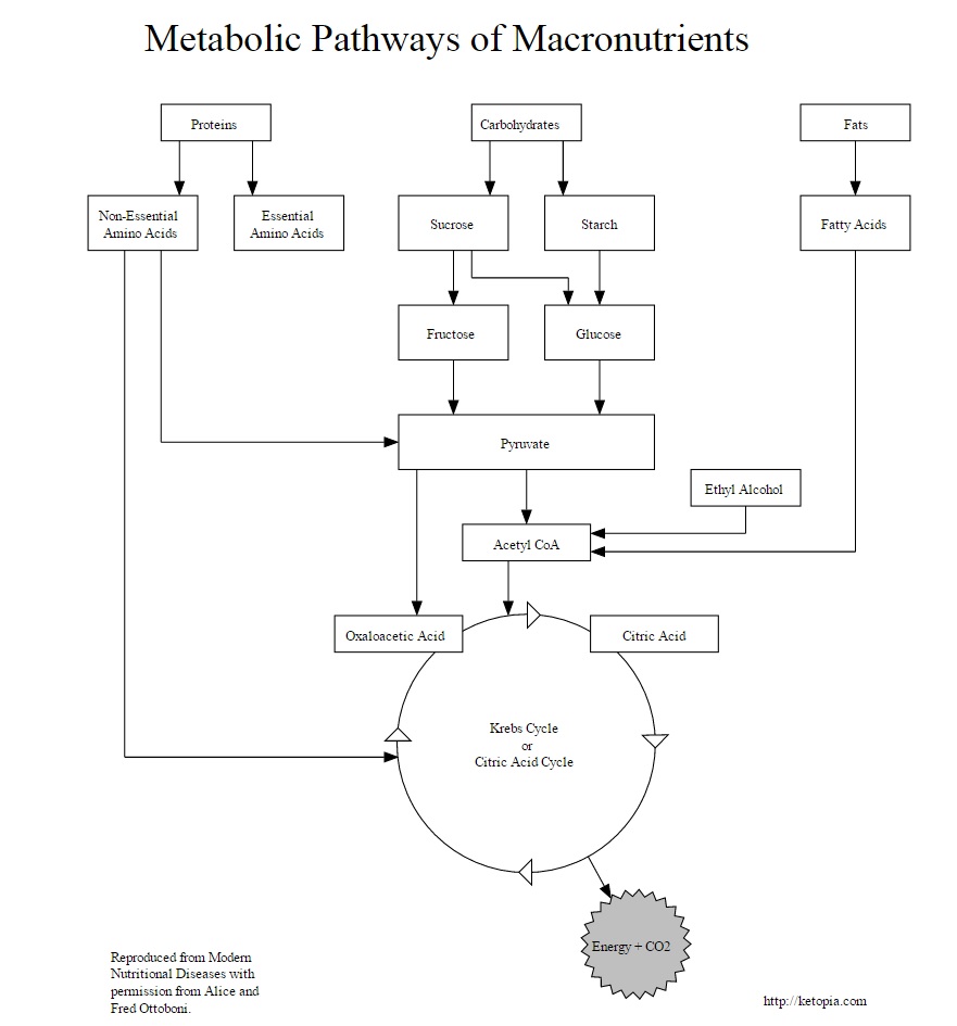 Metabolic Processes