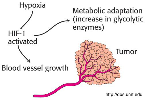 tumor hypoxia