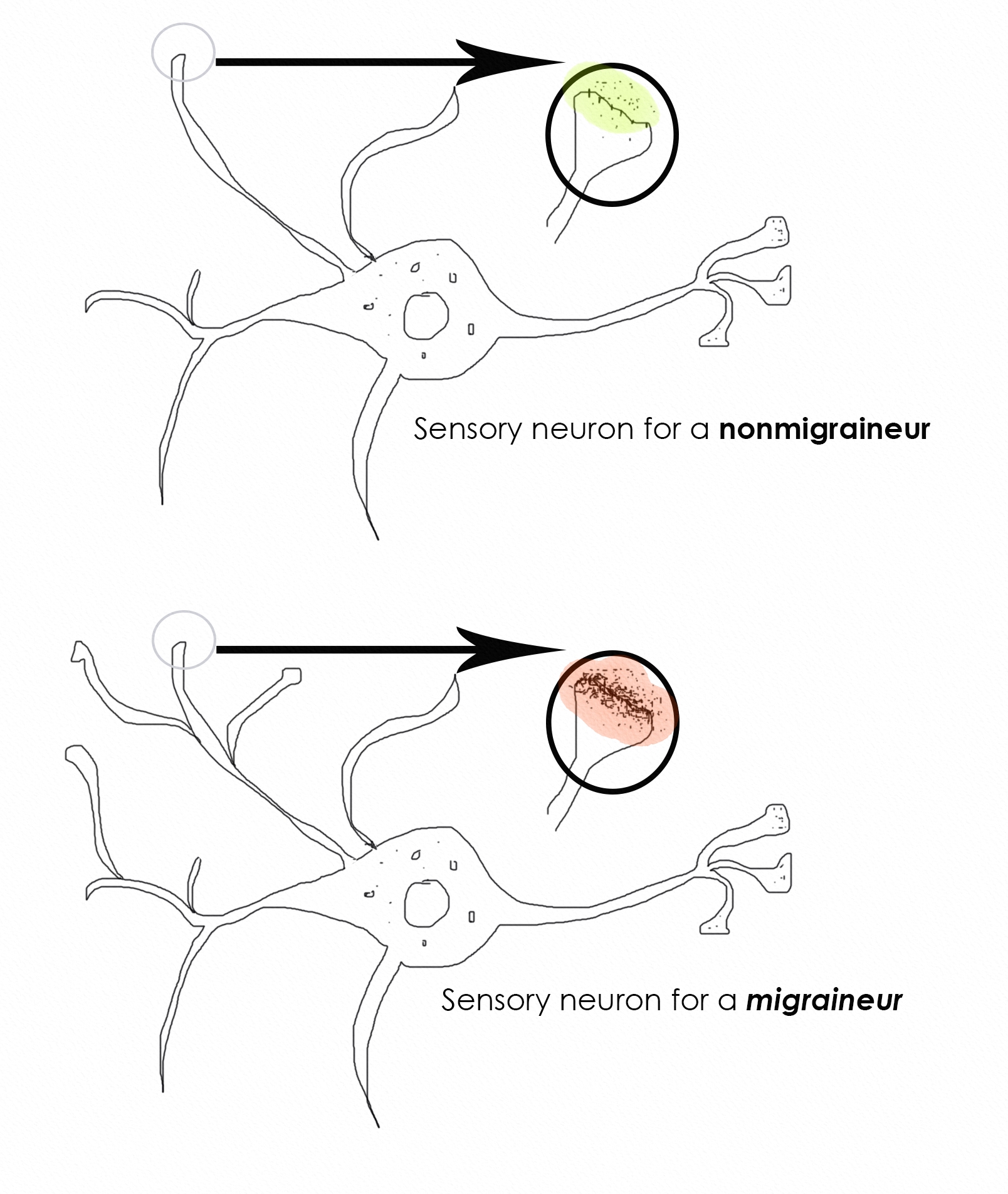 sensory neuron comparison