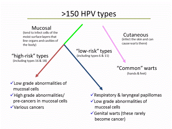 Types of HPV
