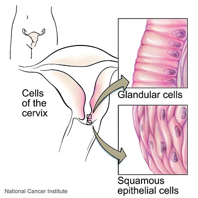 Cells of the cervix