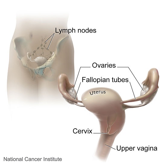 Anatomy of the cervix