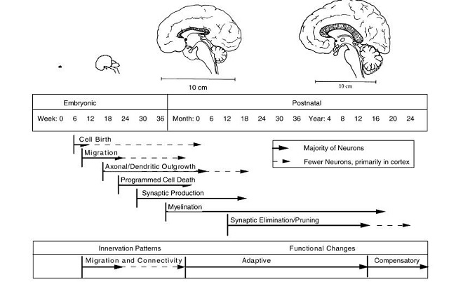 fetal brain development