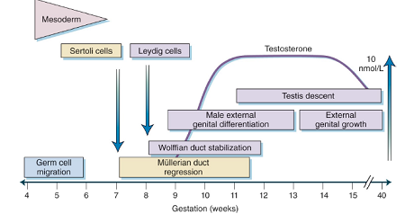 male genital development