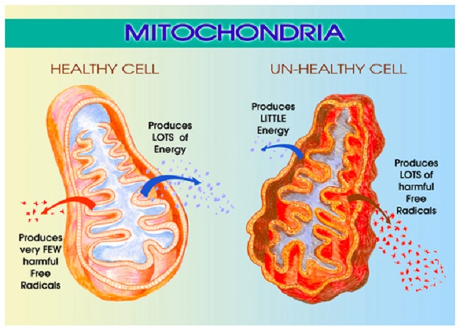 Lupron oophorectomy mitochondria
