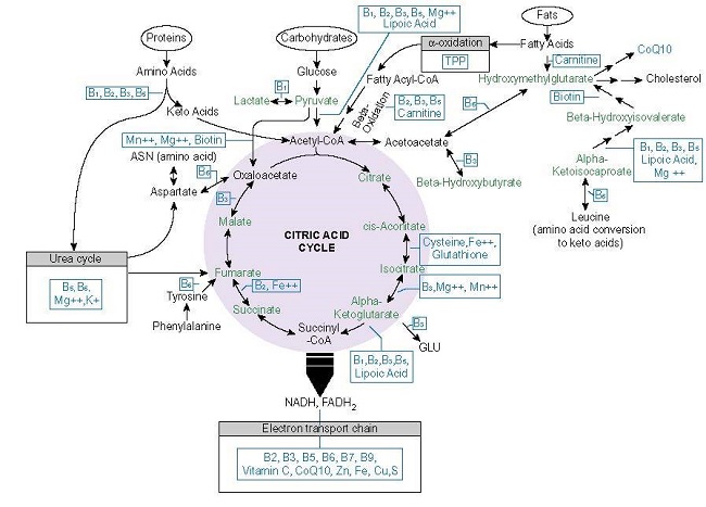 mitochondrial nutrients