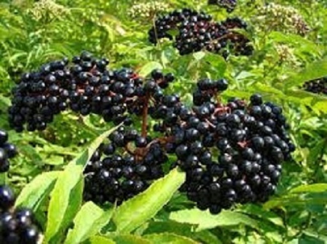 elderberry for flu