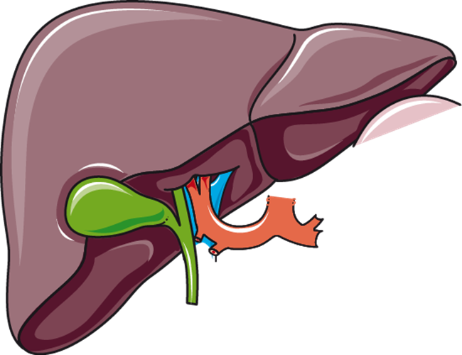 birth control liver and gallbladder damage