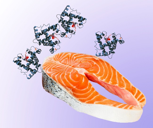 Salmon-and-protein-molecule