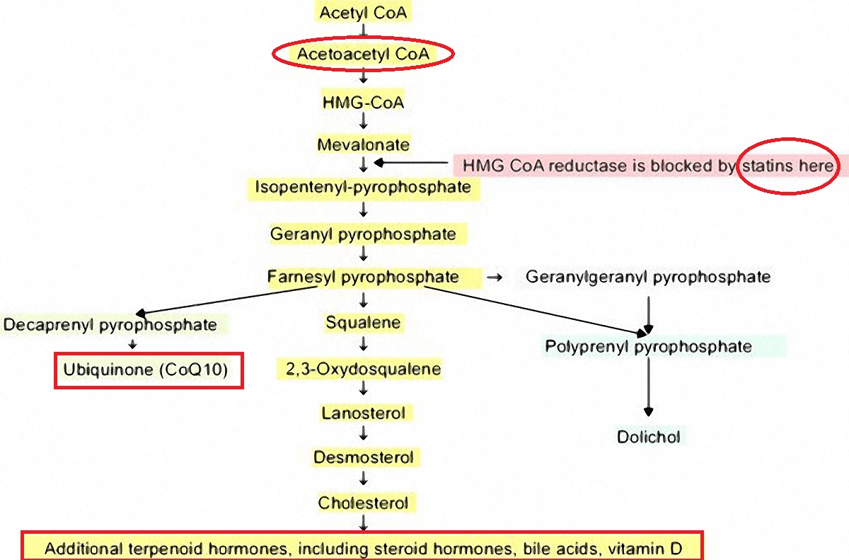 Steriods & CoQ10 from cholesterol.