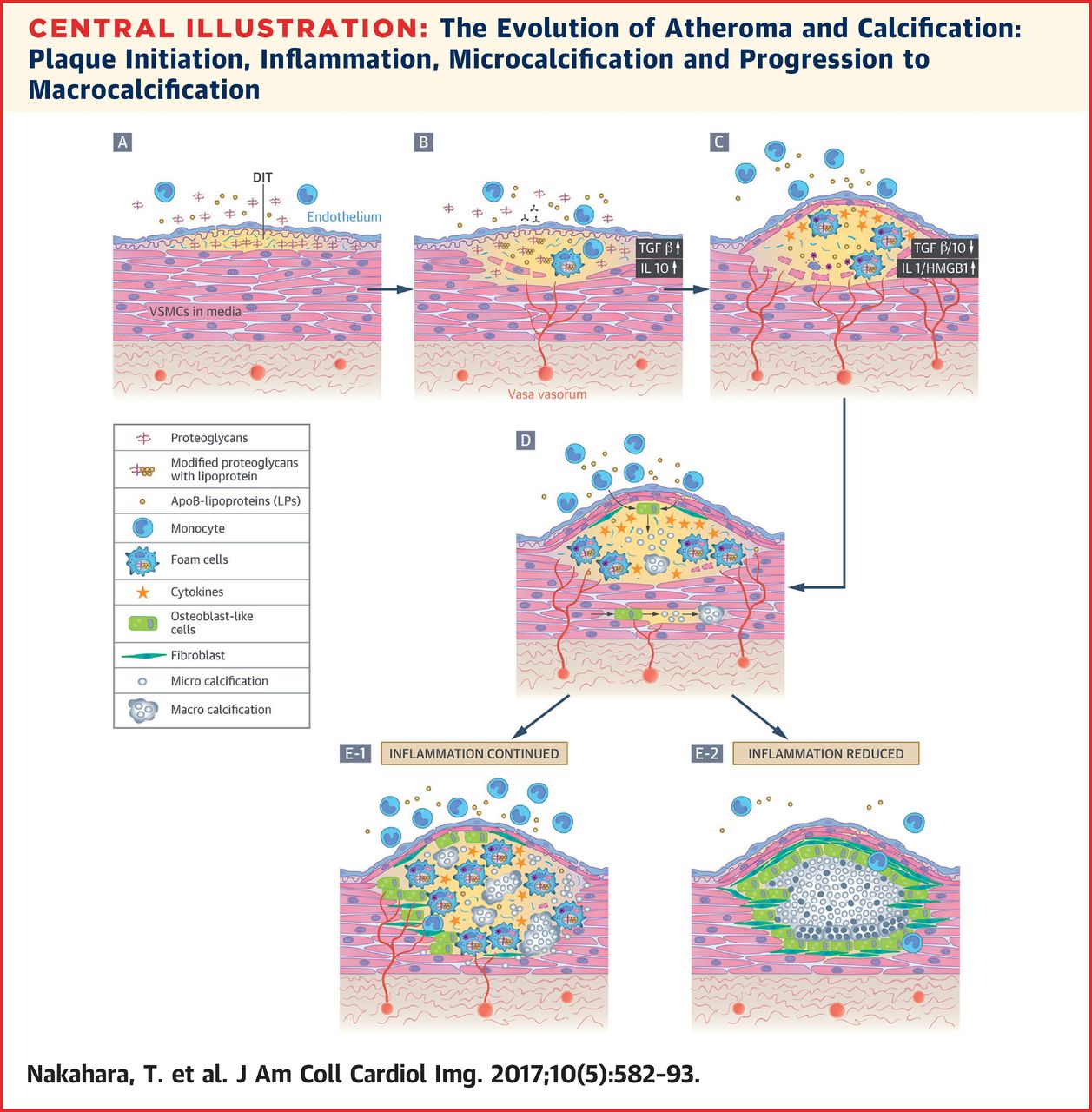 The development of calcification.