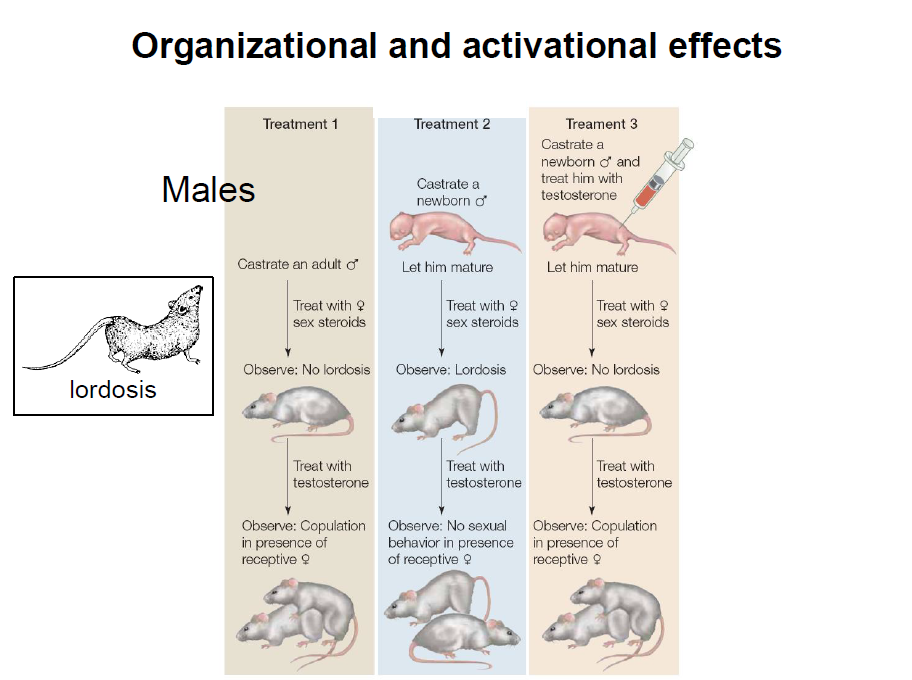 organizational and activational effects - males