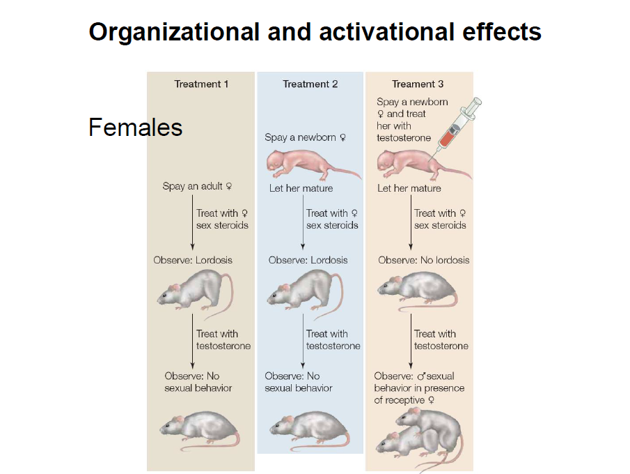 organizational and activational effects 