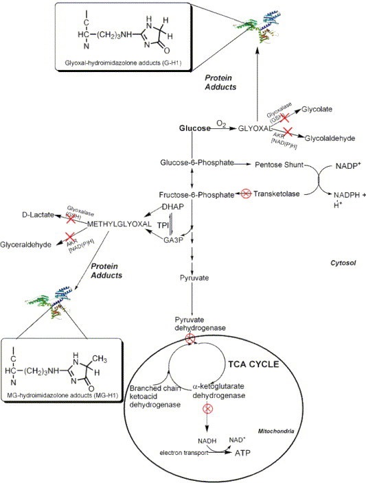 glyoxal pathways