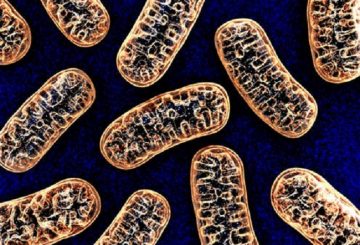 happy mitochondria