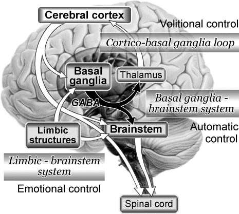 brainstem basal ganglia