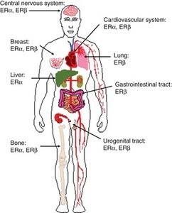distribution of estrogen receptors
