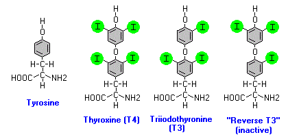 Thyroid hormones and copper