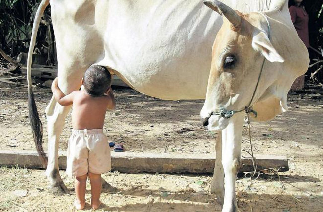 Milk as nutrition