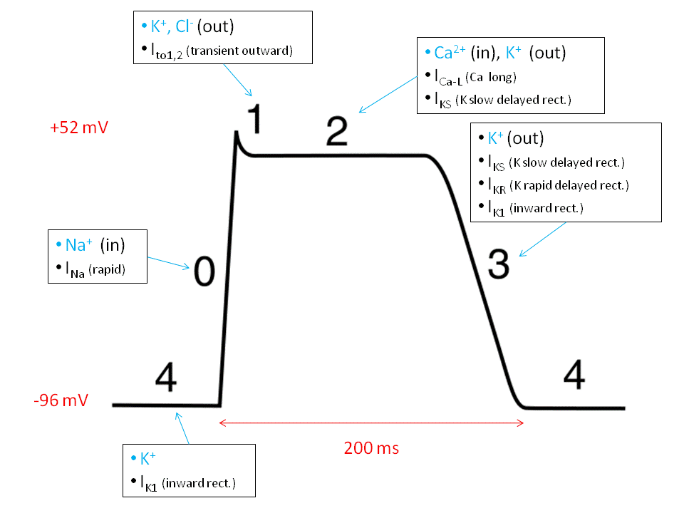 COVID Notes - calcium heart function