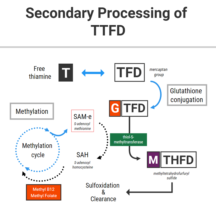 TTFD and methylation