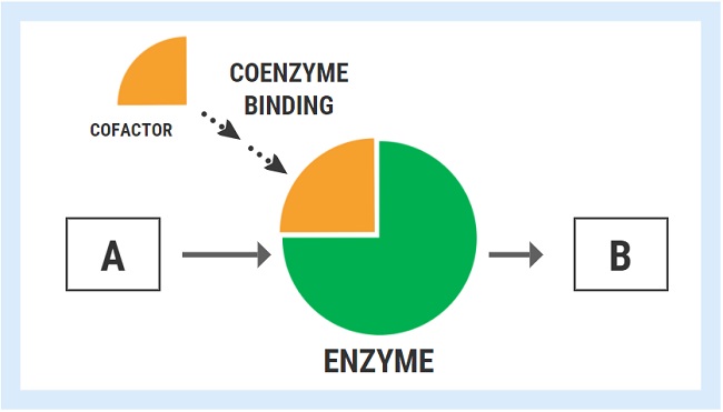 Enzyme activity
