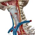 vagus nerve