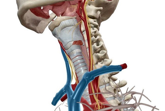 vagus nerve