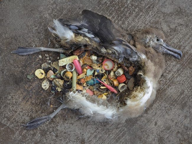 microplastic pollution birds