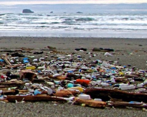 wrack line plastic pollution