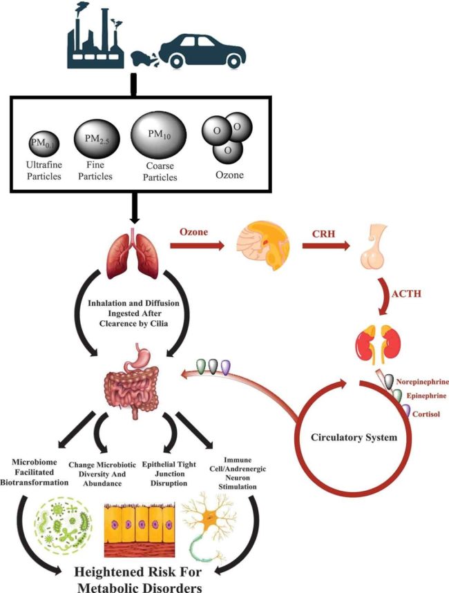 Pollution and Gut Bacteria