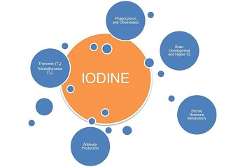 roles of iodine in the body