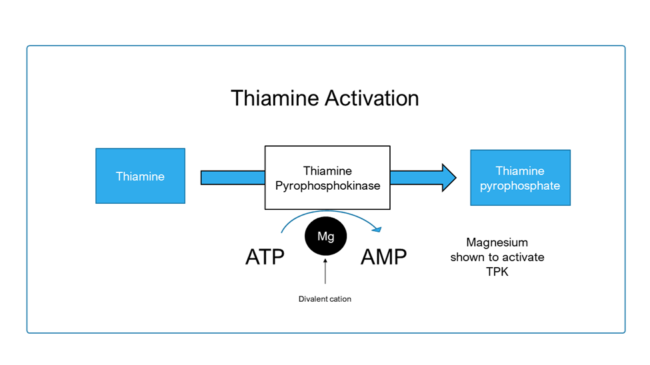 thiamine activation by magnesium