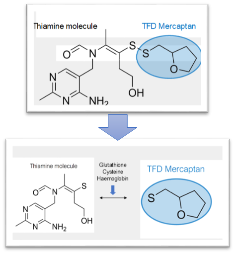 mercaptan metabolism