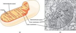mitochondrial dysfunction