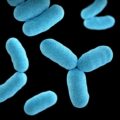 oxalate degrading bacteria - lactobacillus