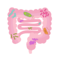 Microbiome gut bacteria